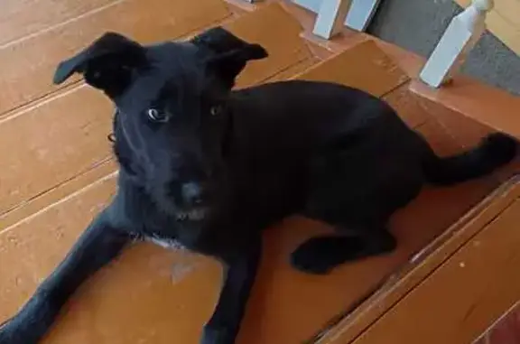 Найдена собака, , фото: Собака найдена: Волоколамское ш., Ядрово