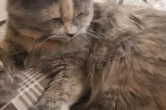 Кошки потеряшки, , фото: Потеряшка кошка, Тепличная ул., 15, Чигири