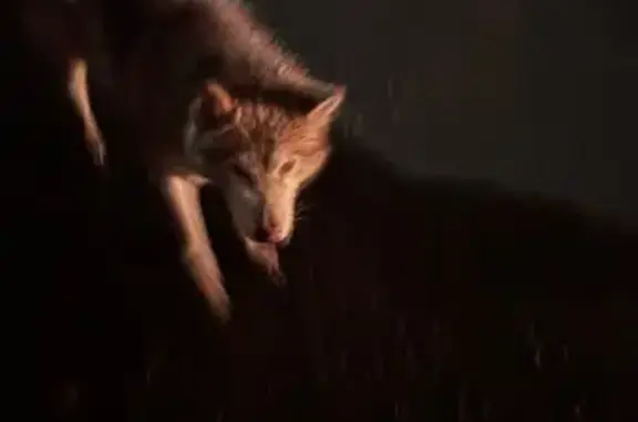 Собака найдена на ул. Сергея Лазо, 3/6