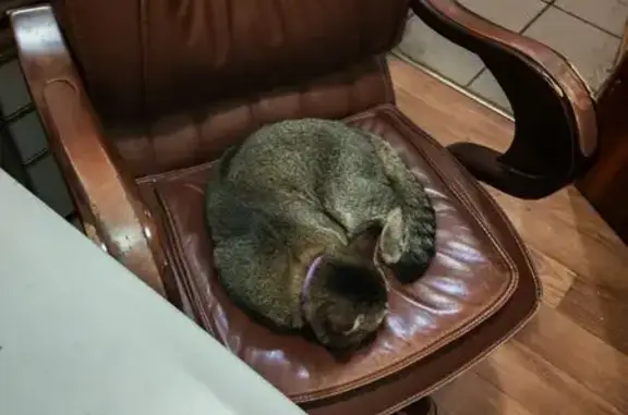 Найдена кошка, Подольск, фото: Кошка найдена: Большая Зелёновская 62/2