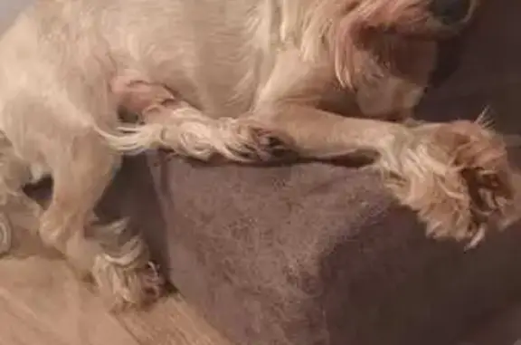 Найдена собака, Новосибирск, фото: Найдена собака, Порт-Артурские переулки