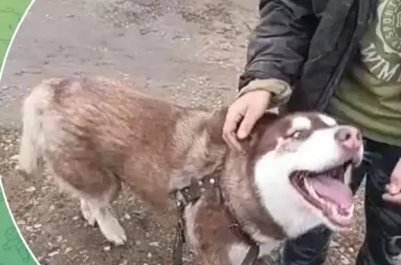 Найдена собака, Московская область, фото: Хаски найдена, Надеждино, МО