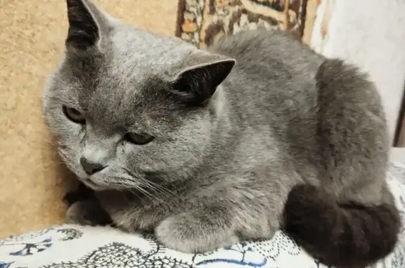 Найденные животные Таганрог, фото: Кошка найдена: Смирновский пер., 137