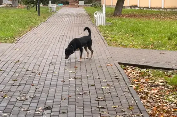 Собака найдена: г. Орёл, Орловская обл.