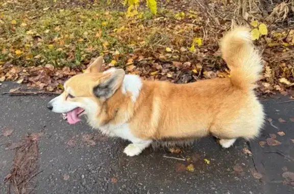 Найдена собака, Малаховка, фото: Собака найдена: Октябрьская 20, Малаховка