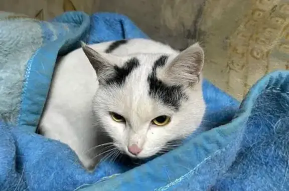 Объявления о пропавших и найденных животных, Лесосибирск, фото: Кошка найдена: Геологическая ул., Лесосибирск