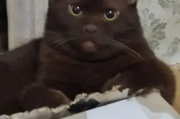 Пропала кошка, Ленина 3, Королёв