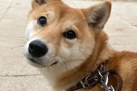 Собаки потеряшки, Казань, фото: Потеряшка собака у парка Урицкого, Казань