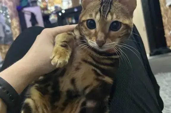 Кошки потеряшки, Липецк, фото: Потеряшка бенгальская кошка, ул. Д. Бедного, 48