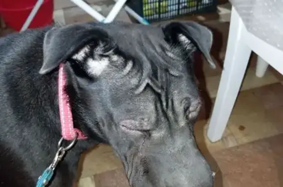 Найдена собака, Ярославль, фото: Собака найдена: ул. Бабича, 3А, Ярославль