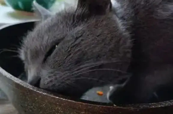 Кошки потеряшки, Балашиха, фото: Потеряшка кошка, Балашиха, 81Б