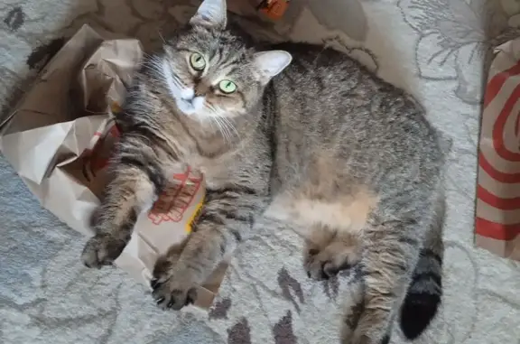 Пропала кошка, пр. Корыткова, 40, Тверь