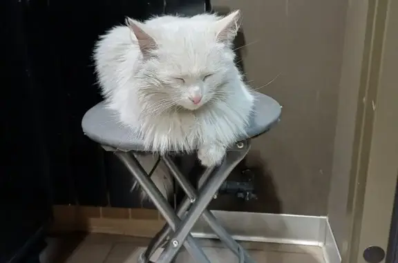 Найдена кошка, Новосибирск, фото: Ласковая кошка найдена на Жуковского, 96/2