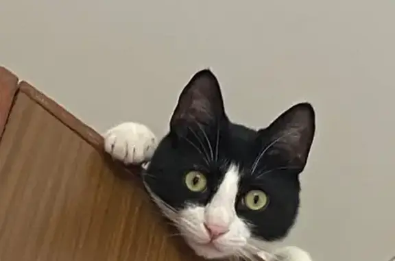 Кошки потеряшки, Петрозаводск, фото: Потеряшка кошка, Островского 74, Петрозаводск