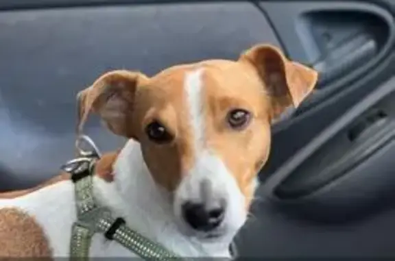 Собаки потеряшки, Хабаровск, фото: Потеряшка собака, ул. Карла Маркса 111/1