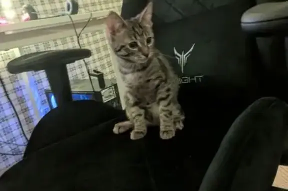 Кошки потеряшки, Набережные Челны, фото: Потеряшка кошка, Набережные Челны, 2/10