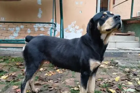 Найдена собака, трасса 27К-116, Каменка