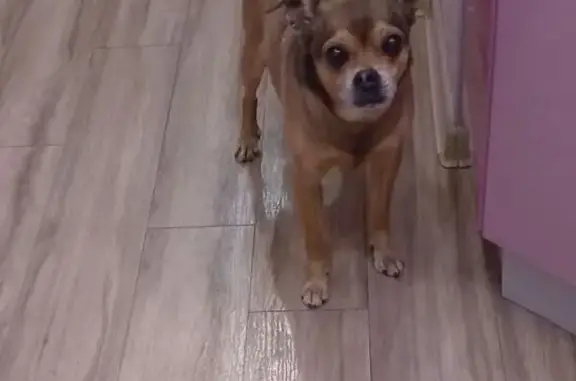 Пропала собака, ул. Чехова 10, Междуреченск