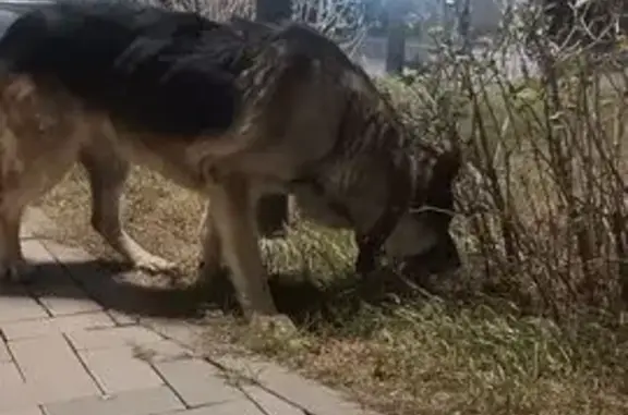 Найдена собака, Астана, фото: Овчарка найдена: ул. Керей и Жанибек 50/1