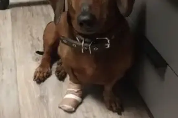 Пропала собака, Челябинская обл.