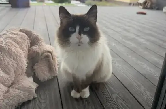 Найдена кошка, Омская область, фото: Кот найден: д. Зеленое поле, Омская обл.