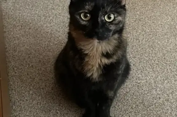 Кошки потеряшки, Самара, фото: Потеряшка кошка, Стара-Загора 159, Самара