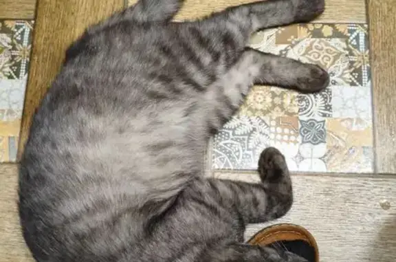 Найдена кошка, Владимир, фото: Кошка найдена: Западная ул. 49, Владимир