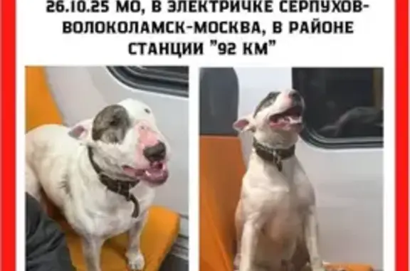 Найдена собака, Московская область, фото: Собака найдена: Волоколамское шоссе