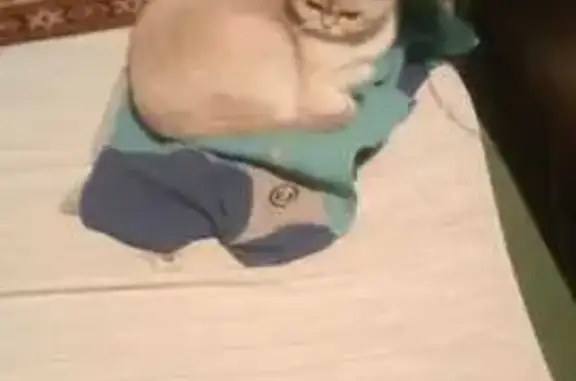 Пропала кошка Лиза, Электропосёлок 6, Малаховка