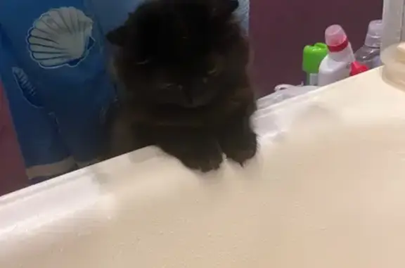 Кошки потеряшки, Кемерово, фото: Потеряшка чёрная кошка, 3-й Иланский, 3