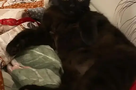 Пропала кошка, Большая Марфинская, 6