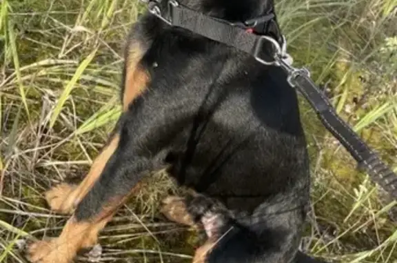 Пропала собака, Тямша, Зелёная 2