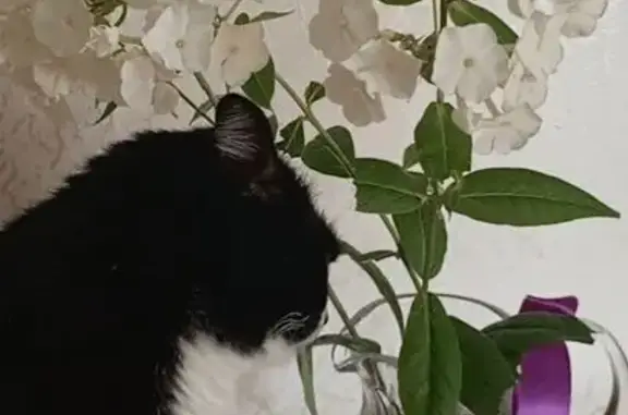 Найдена кошка, Томск, фото: Пропала кошка, ул. Мичурина 99А с4, Томск