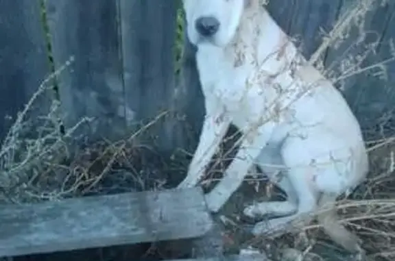 Найдена собака, Сормовская 4, Волгоград