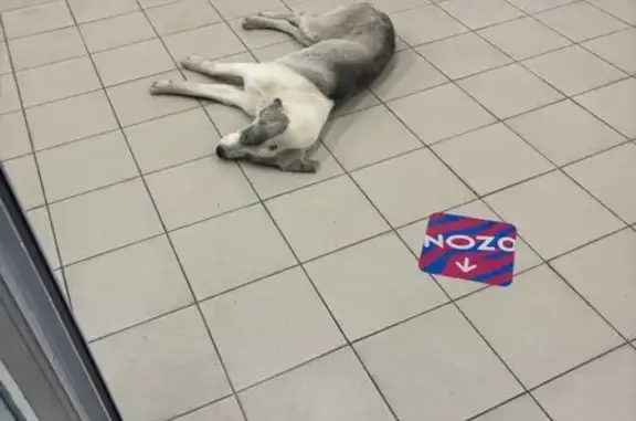 Найдена большая собака, Луначарского 67А