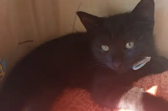 Пропал чёрный кот, ул. Строителей, Ярославль