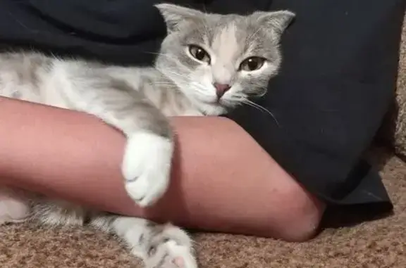 Кошки потеряшки, Оренбург, фото: Потеряшка кошка, ул. Макаровой-Мутновой, 58