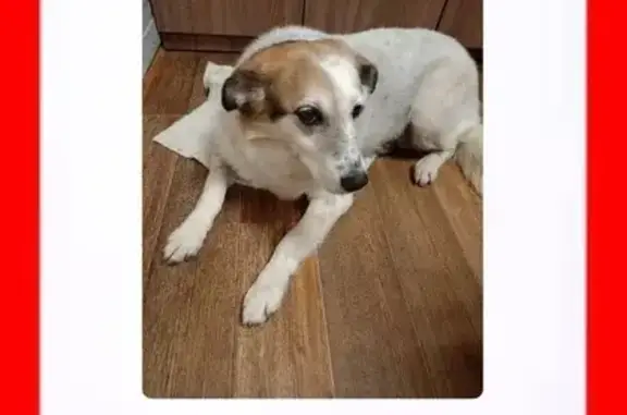 Собака найдена: ул. Труда, Челябинск