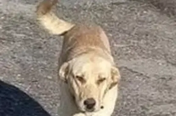 Собака найдена у магазина Светофор, Пенза