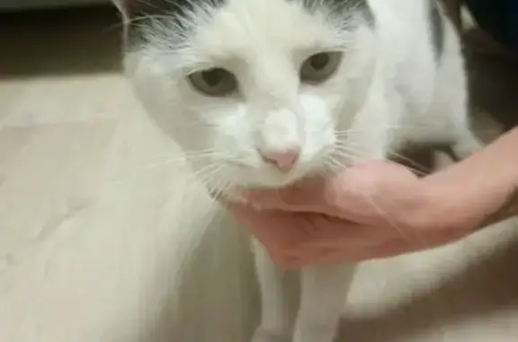 Найдена кошка, Абакан, фото: Кошка найдена: Ломоносова, 4, Абакан