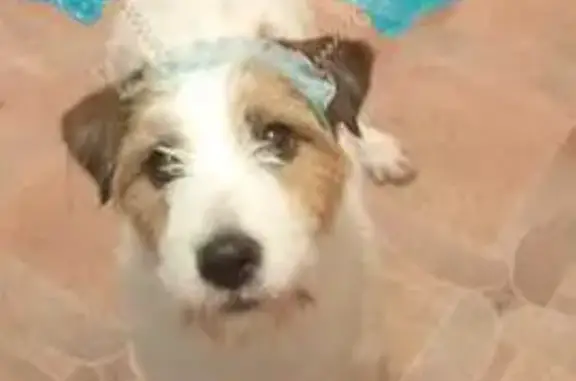 Собаки потеряшки, Роза, фото: Потеряшка собака, ул. Гайдара, 6, Роза