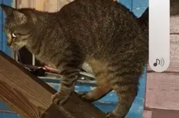 Кошки потеряшки, Кострома, фото: Потеряшка кошка, ул. Голубкова 11, Кострома