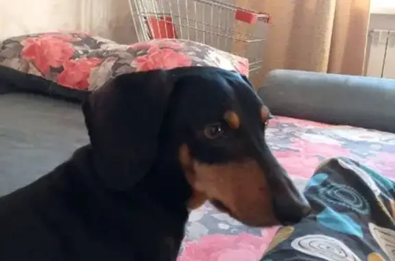 Пропала собака, ул. Гайдара, 5, Роза