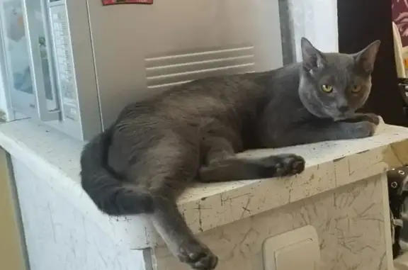 Пропала кошка на Мичуринской, 136