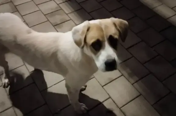 Собака на Северной, 337, Краснодар