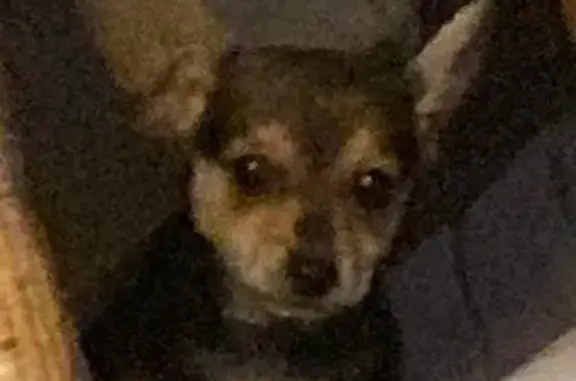 Найдена собака, Тула, фото: Щенок той-терьера найден, Овражная ул., Тула