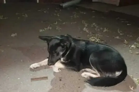 Найдена собака, Красноярск, фото: Найдена собака, ул. Мичурина, 2А, Крск