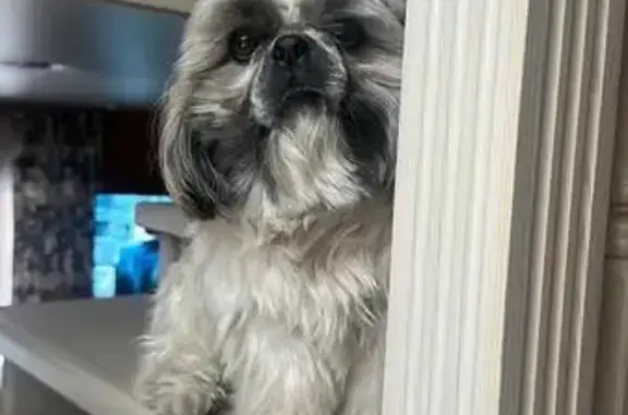 Пропала собака, Красноярск, Красноярский край