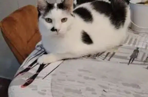 Кошки потеряшки, Москва, фото: Потеряшка кот Шурик, Саянская ул., 10