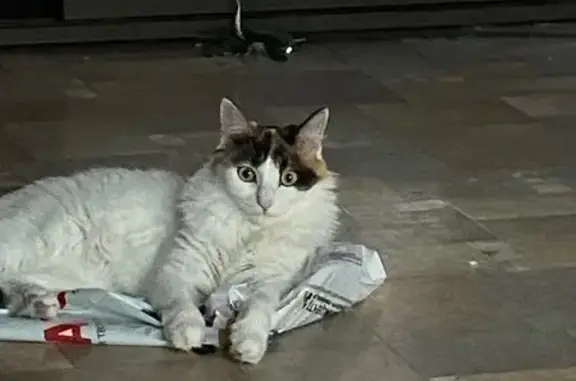 Пропала кошка, Парковая ул. 8А, Губаха